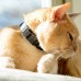 GPS-ошейник для кошек. Pawtrack Cat Collar 2